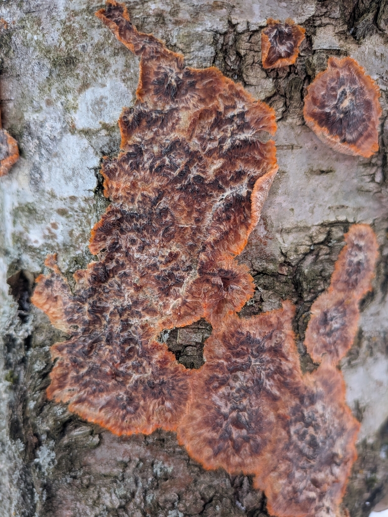 Phlebia radiata · January 2026 · photo: © sylvaingerard (iNaturalist, cc-by)