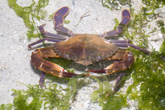 Charybdis hellerii