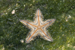 Astropecten indicus