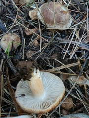 Inocybe fuscidula