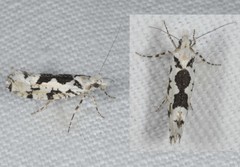 Ypsolopha sequella