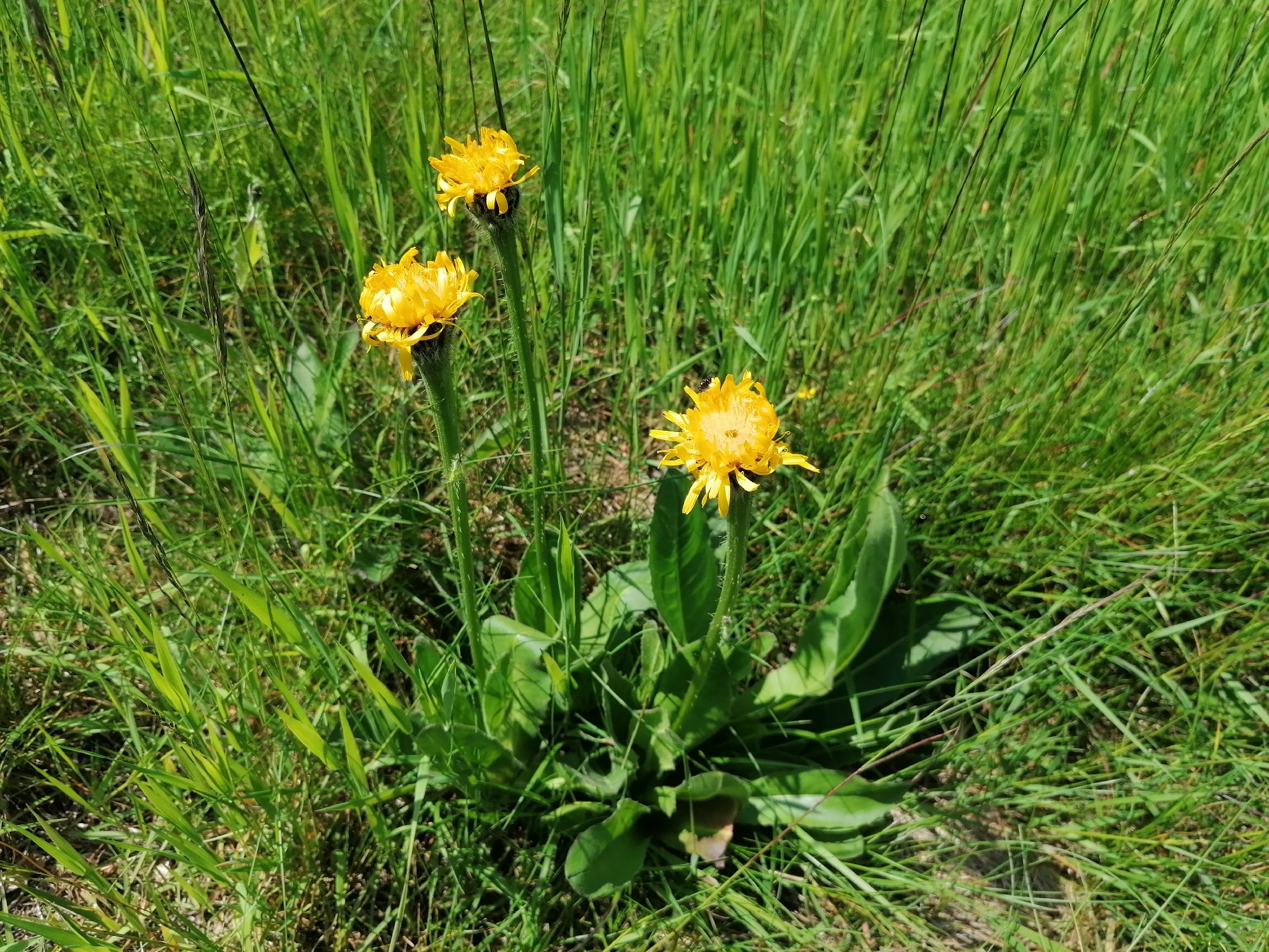 Giant Cat's-Ear (Hypochaeris uniflora)