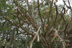 Cereus hankeanus