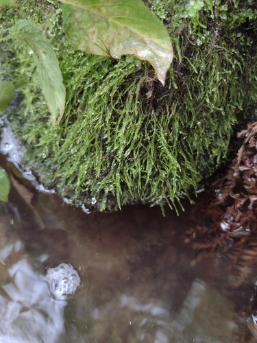 Hygroamblystegium tenax observed 2025-10-17