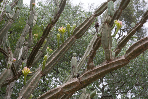Cereus hankeanus