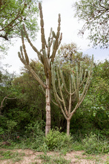 Cereus stenogonus