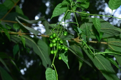 Solanum pittosporifolium