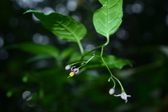 Solanum pittosporifolium