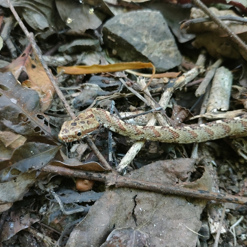 Puffing Snake