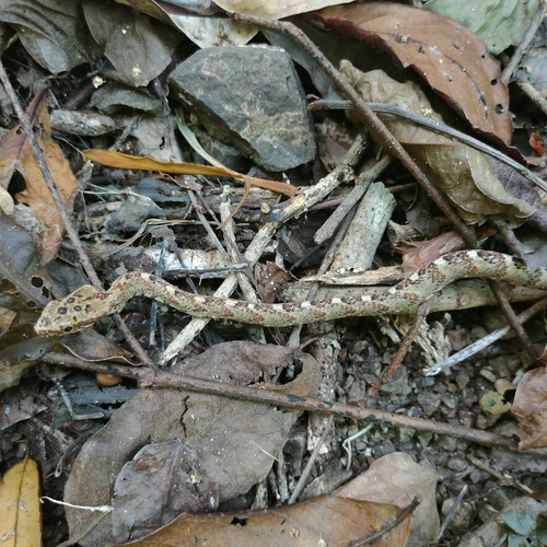 Puffing Snake