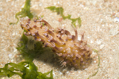 Veretillidae