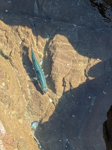 American mackerel (Scomber japonicus) — Scombridae