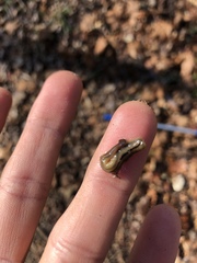 Bipalium pennsylvanicum