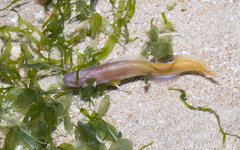 Ungusurculus riauensis