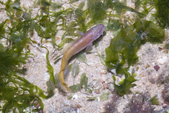 Ungusurculus riauensis