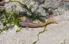 Ungusurculus riauensis