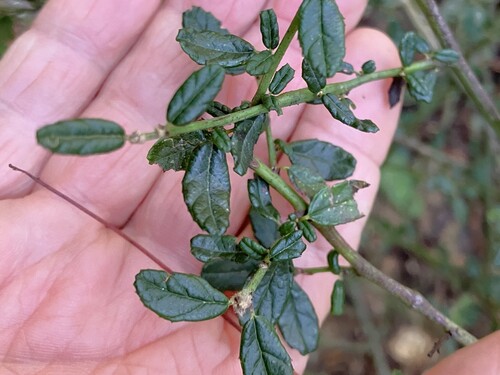 Parry Ceanothus foliage