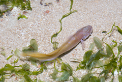 Ungusurculus riauensis