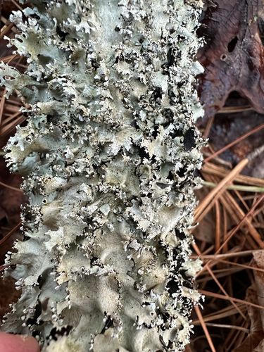 Parmotrema cetratum observed 2026-01-20