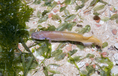 Ungusurculus riauensis