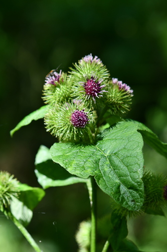 Burdock Root