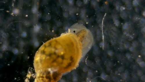 Dwarf pond snail, IJsselstein, Nederland, photo 6 of 10