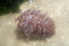 Veretillidae
