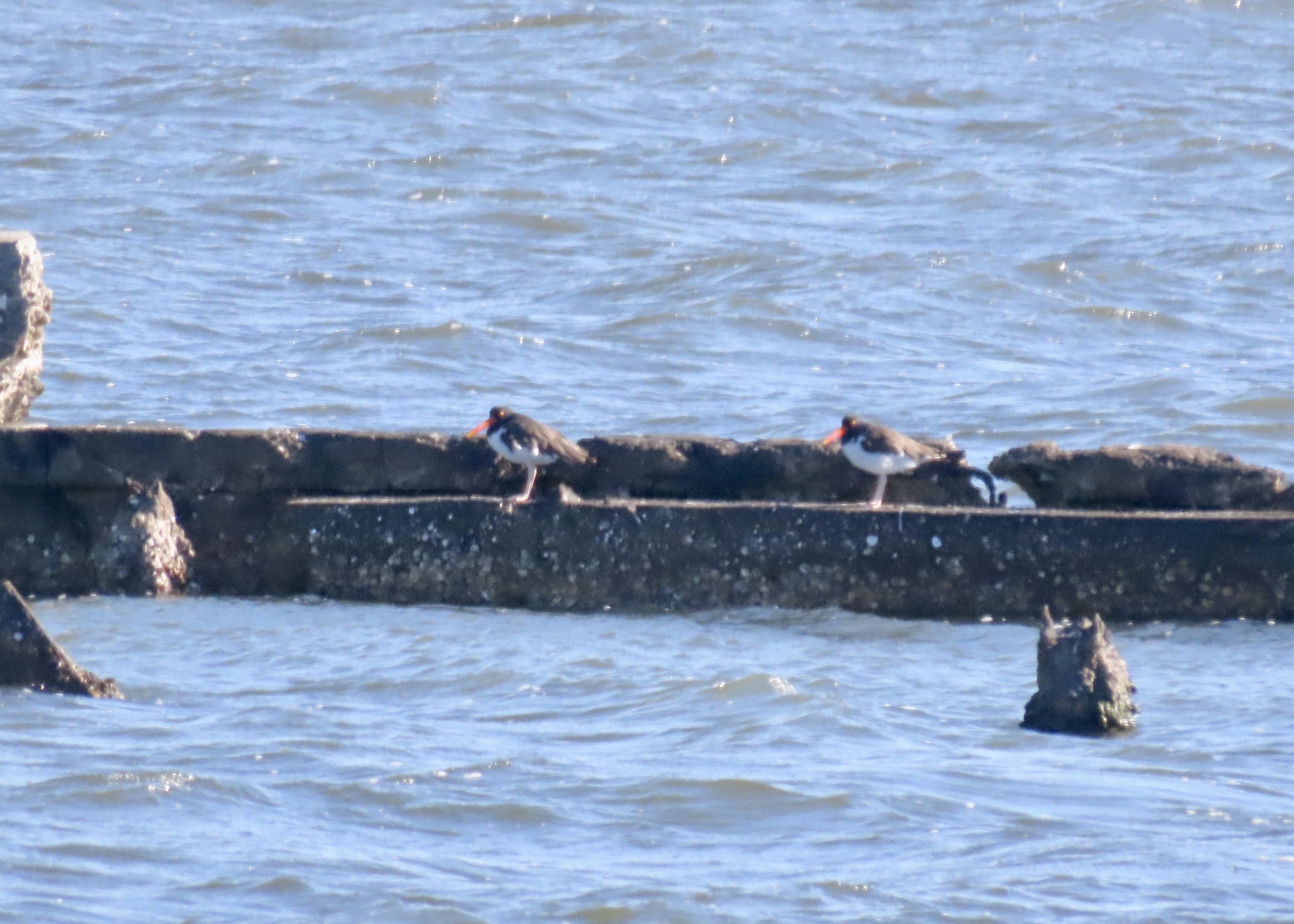 American Oystercatcher (Haematopus palliatus), photo 4