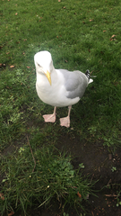 Larus argentatus