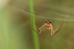 Floronia bucculenta