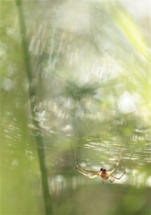 Floronia bucculenta