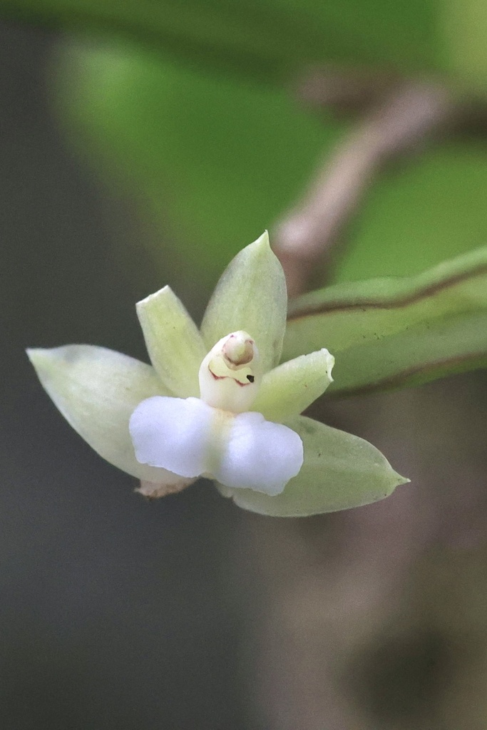 Scaphyglottis brasiliensis