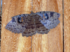 Erebus walkeri