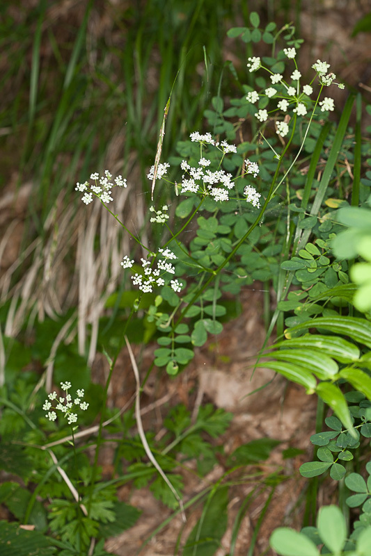 Physospermum