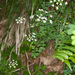 Physospermum cornubiense - Photo (c) Drepanostoma, algunos derechos reservados (CC BY-NC), uploaded by Drepanostoma