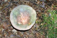 Russula olivacea