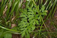 Physospermum cornubiense