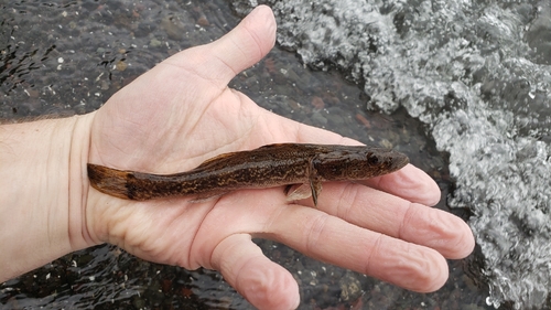 Bigmouth sleeper (Gobiomorus dormitor) — Eleotridae — 2