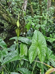 Ian Adams, CC BY, iNaturalist via GBIF Urospatha grandis, photograph Ian Adams, CC BY, iNaturalist via GBIF