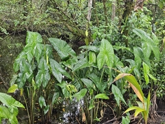Ian Adams, CC BY, iNaturalist via GBIF Urospatha grandis, photograph Ian Adams, CC BY, iNaturalist via GBIF