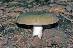 Russula olivacea