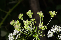 Physospermum cornubiense