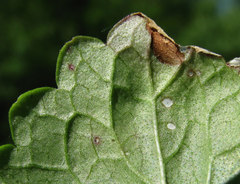 Ramularia glechomatis