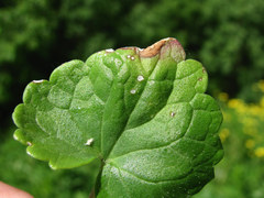 Ramularia glechomatis