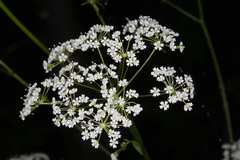 Physospermum cornubiense