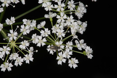 Physospermum cornubiense