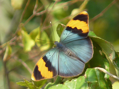 Euphaedra neophron