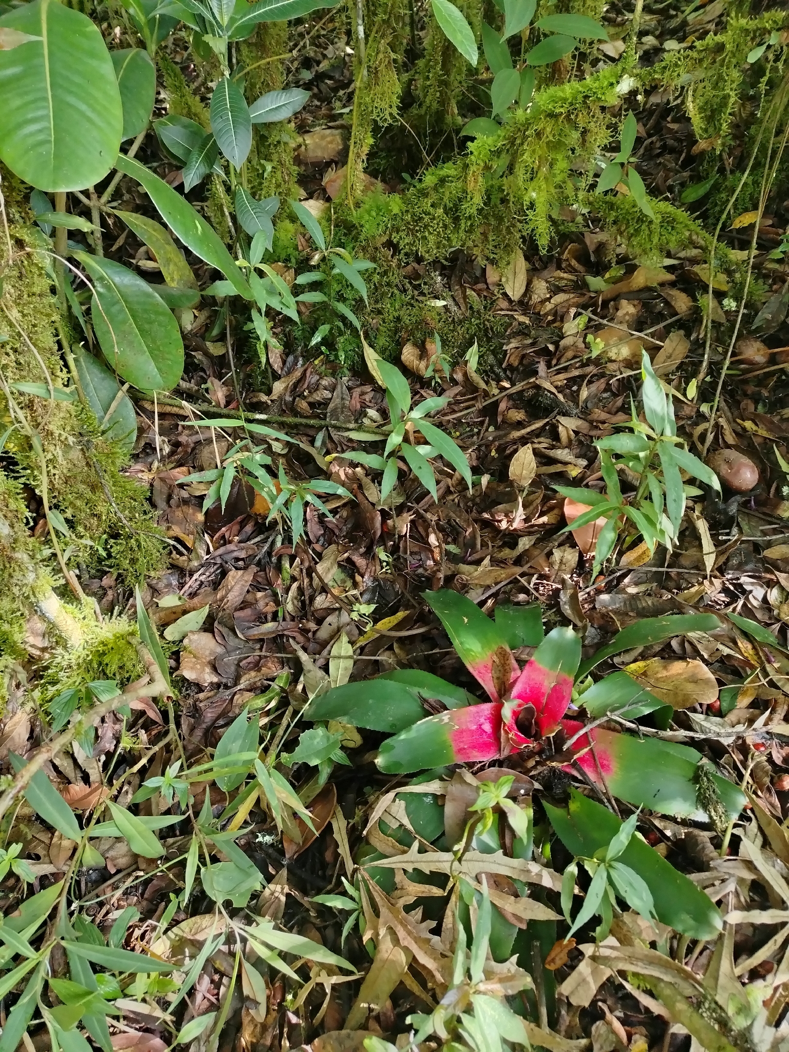 Imagem de Bromélia