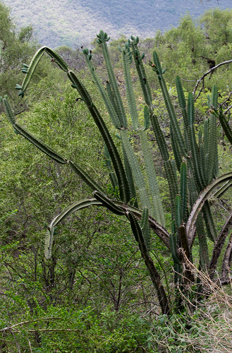 Cereus hankeanus