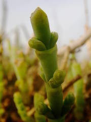 Arthrocaulon macrostachyum